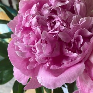 Meet your Posher, Gillian